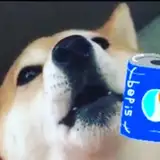 Brother Shibe from patreon