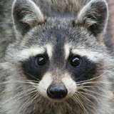 21CenturyRaccoon from patreon
