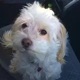 feralpoodles from patreon