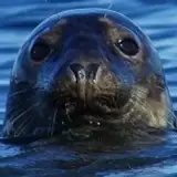 sealjohnson from patreon