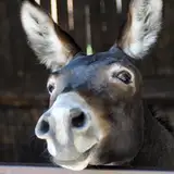 lustydonkey from patreon