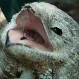 Idle Potoo from patreon