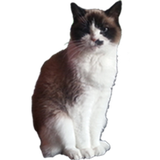 catandbeats from patreon
