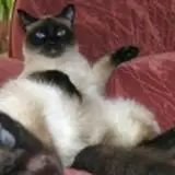 SIAMESE DCLXV from patreon
