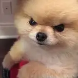 Dogdog from patreon