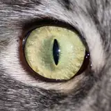 smogcasino from patreon