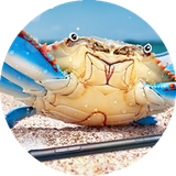 krabby from patreon